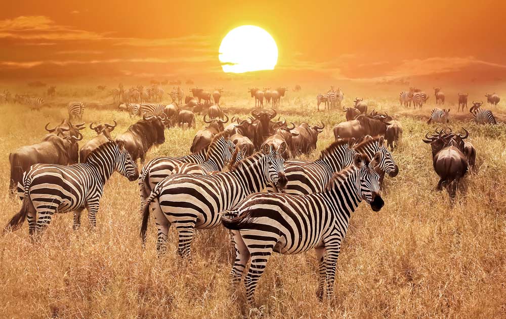 Zebras und Büffel in der Steppe