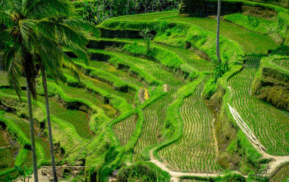 Grüne Reisfelder in Bali