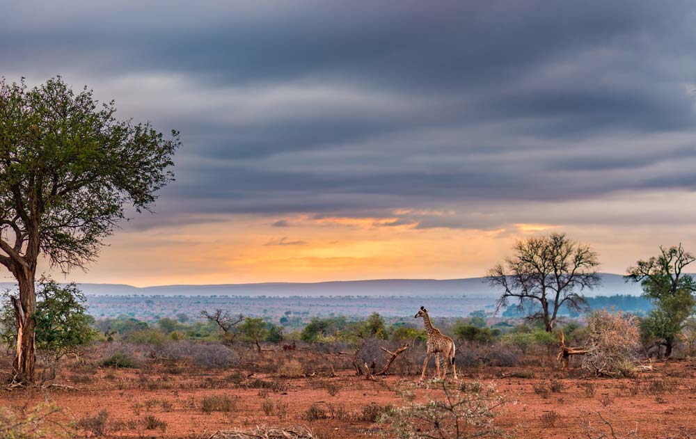 Kruger National Park in Südafrika