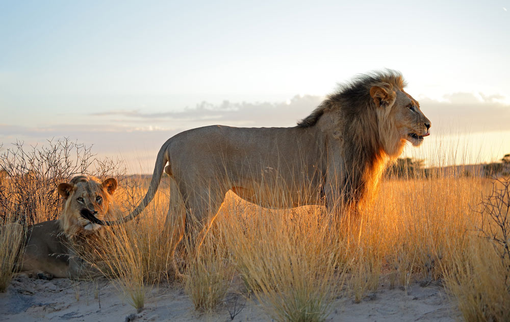Zwei Löwen in der Kalahari Wüste in Südafrika